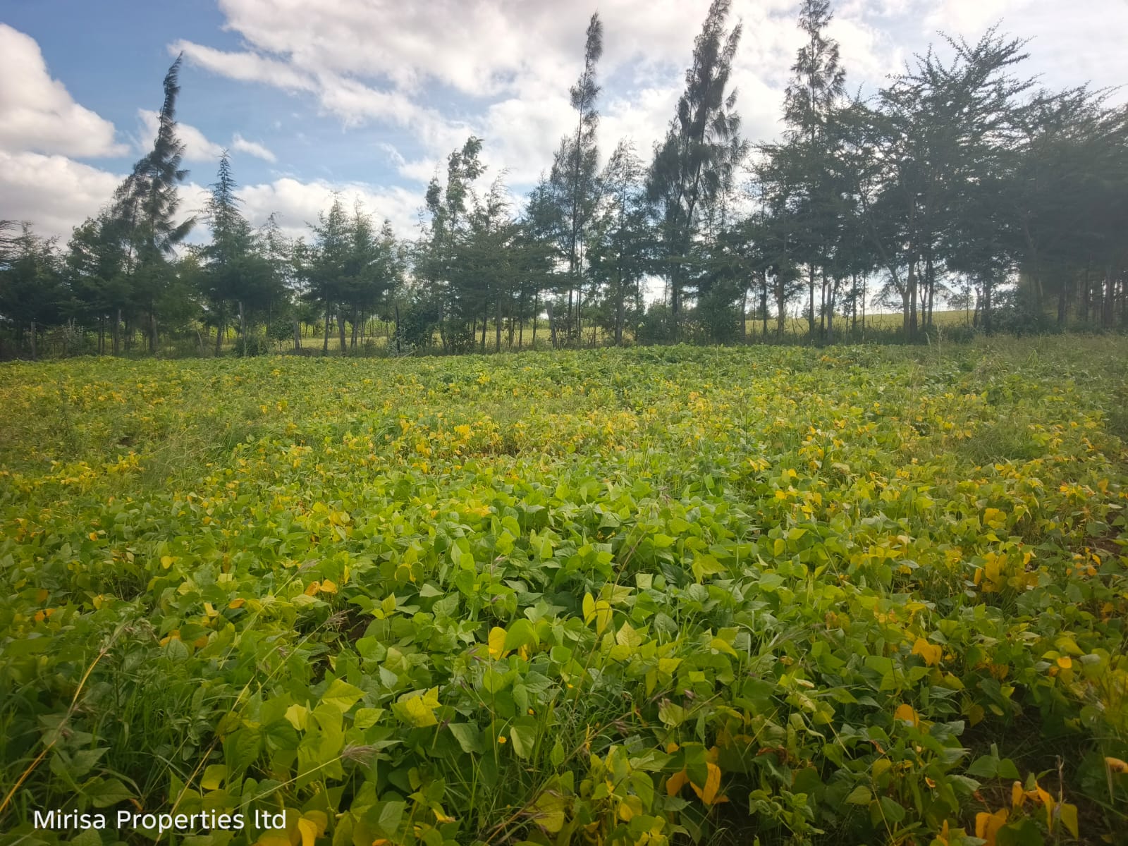 Eore-Ekule land Narok thumbnail 1 – parcel overview