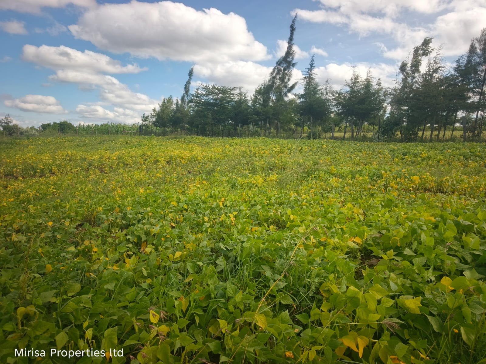 Eore-Ekule land Narok thumbnail 2 – fenced boundary