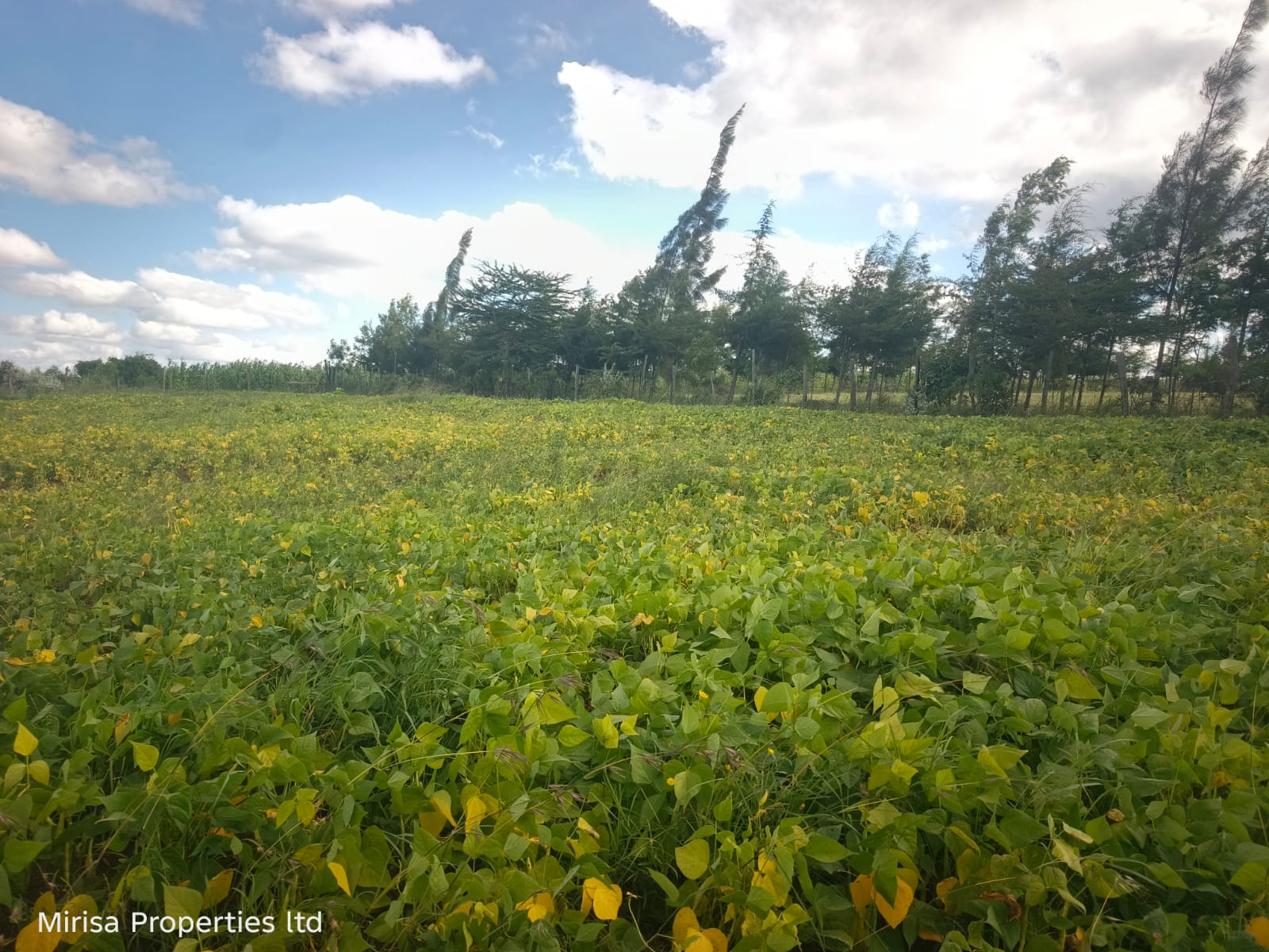 Eore-Ekule land Narok thumbnail 3 – site photo