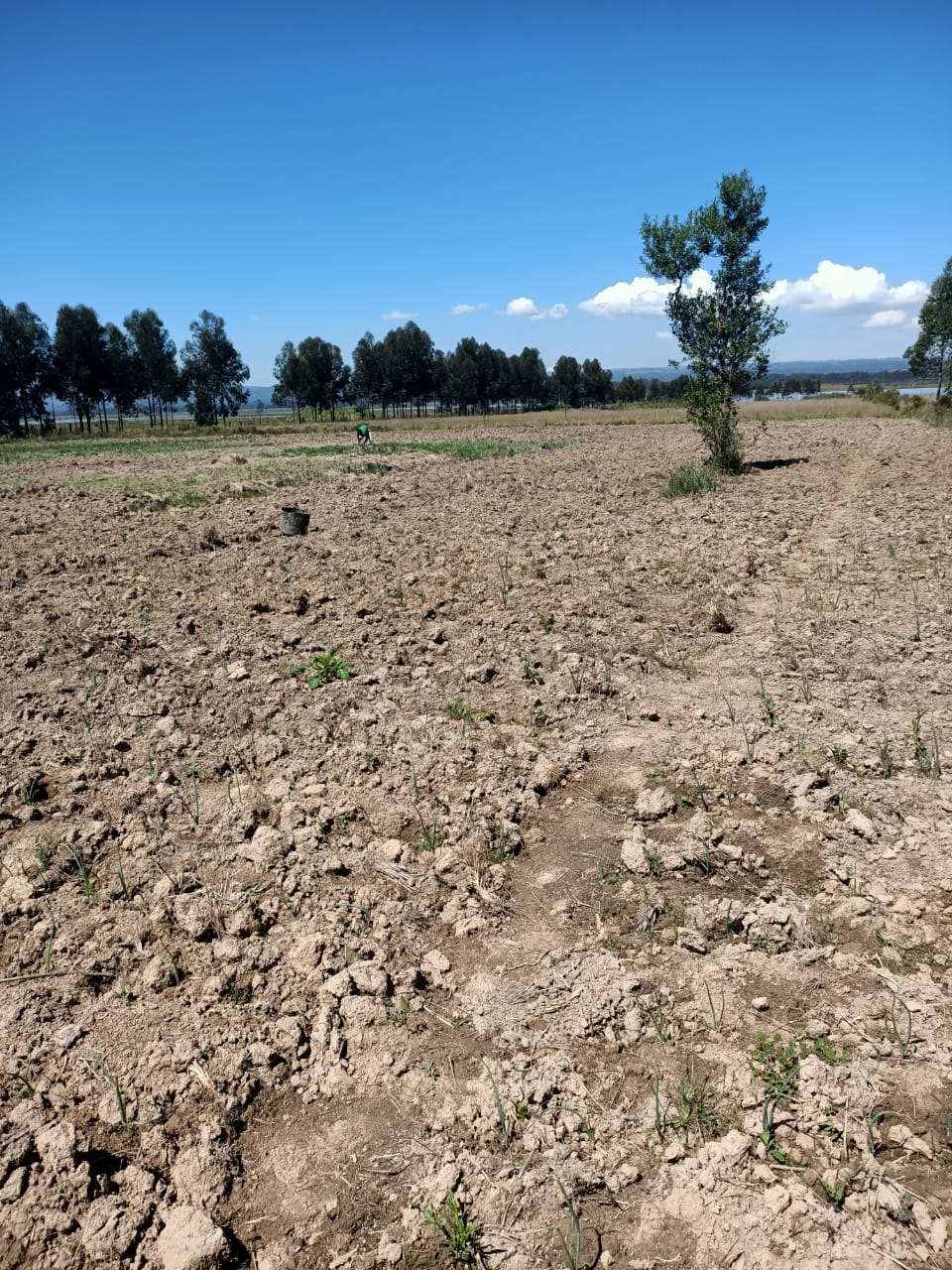 Mairo-Inya 40 acres thumbnail 2